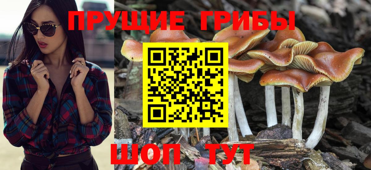 Лангепас  Псилоцибиновые грибы Cubensis  Вход с VPN 